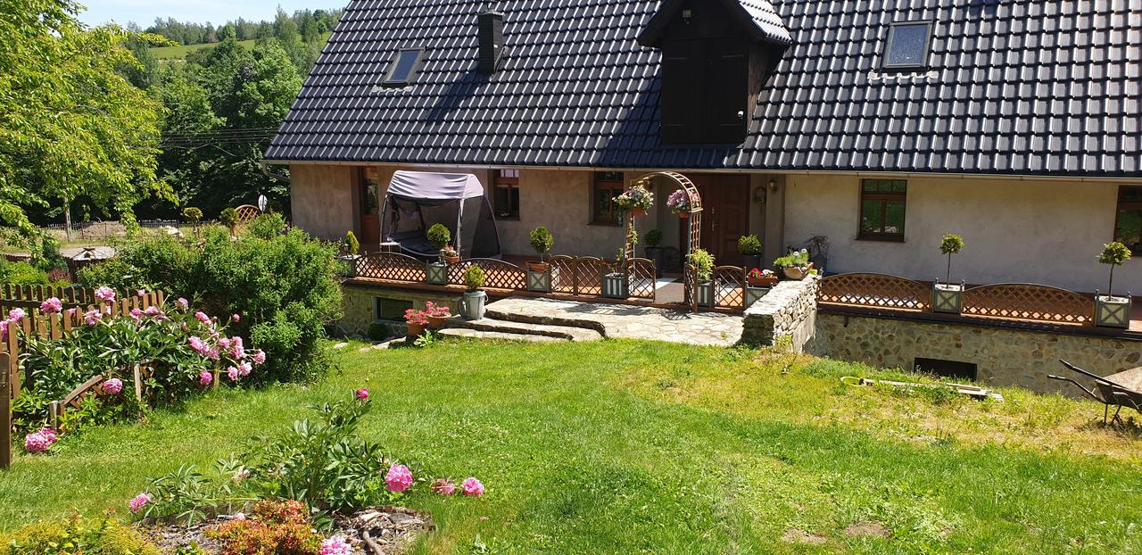 Alpaca farm at sunrise